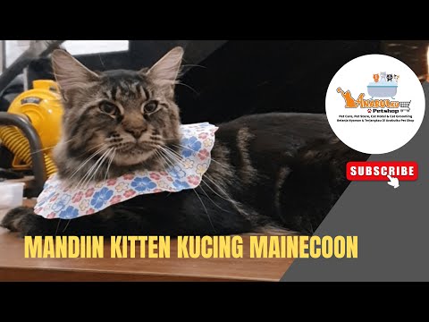 Video: Perawatan Kucing Berambut Panjang dan Berambut Pendek