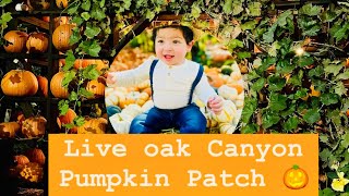 Worlds Largest Pumpkin Patch In Southern California, Live Oak Canyon Pumpkin Patch🎃