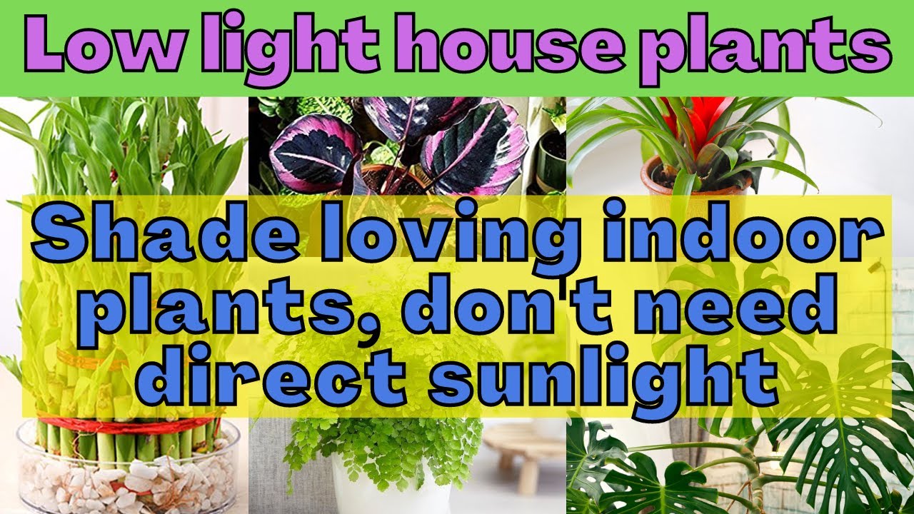 Which Indoor Plants Can't tolerate direct sunlight? House plants that