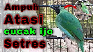 Atasi burung cucak ijo setres | Cara mudah atasi burung cucak ijo yang setres