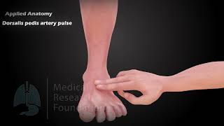 Dorsalis Pedis Artery Origin, Course, Branches, Relations & Applied Anatomy