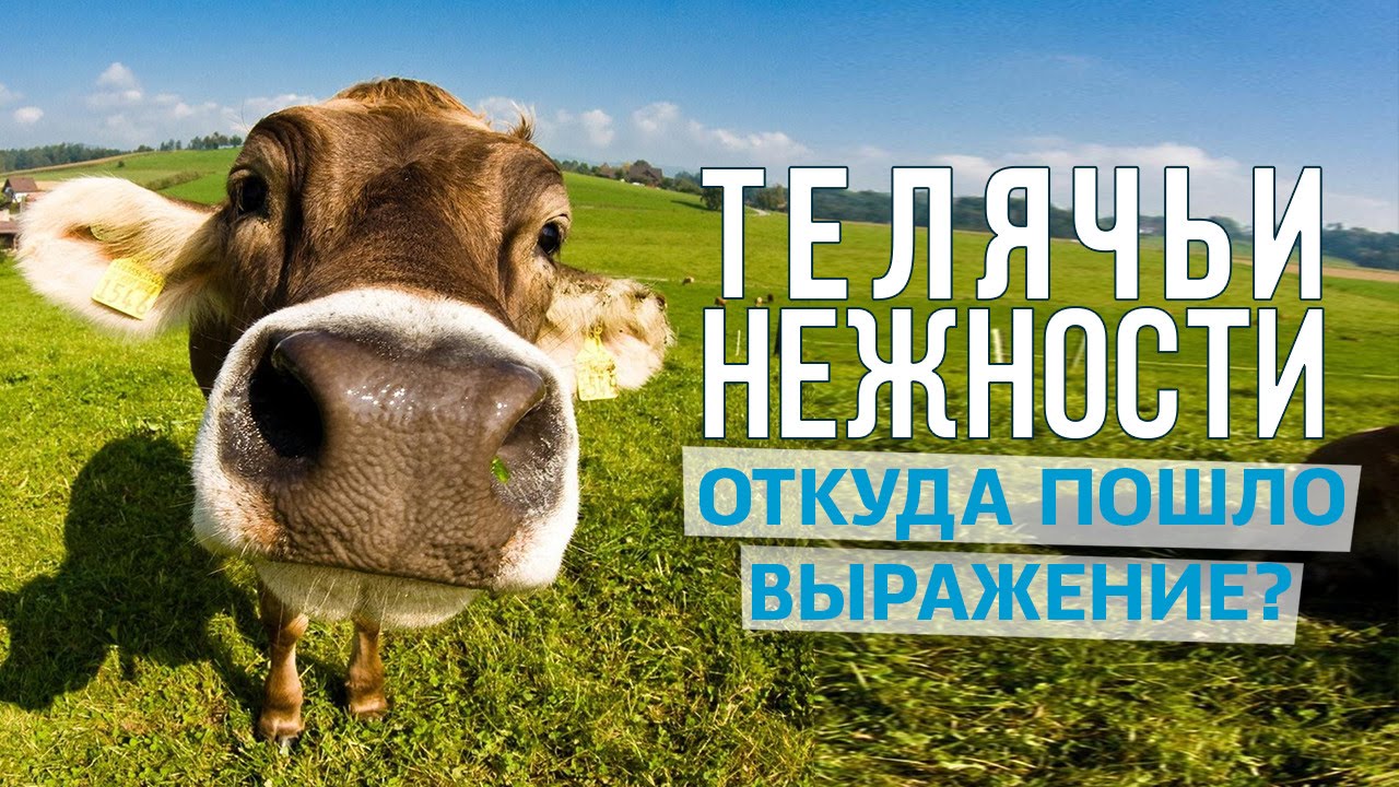 Что значит выражение "Телячьи нежности" - YouTube