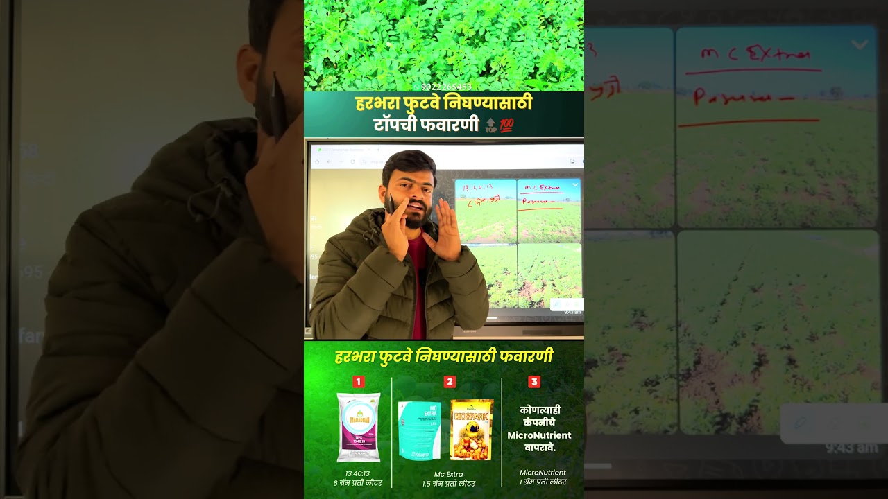 हरभरा फुटवे वाढण्यासाठी करायची फवारणी। 