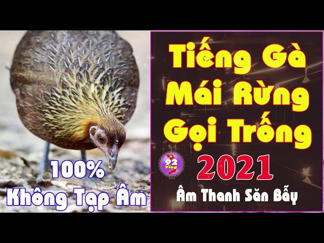 Tiếng Gà Mái Rừng Gọi Trống 2021 Kích Bổi Cực Nhanh - Mở Lên Là Bổi Đến - Nghe Thôi Là Mê - 92 Vlog class=