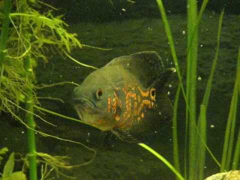 Oscar fish Stane