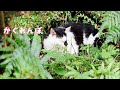 【6/6(土)朝LIVE】けいきち🐨ままきち🥸おはごあす😺Good morning🐾朝からハッピー!みんな、おじゃったもんせ❤️Have a peaceful day!🍀
