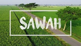 Pagi Hari di Sawah - DJI Mavic Mini Drone Cinematic