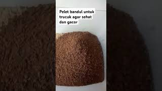 #trucukangacor #fhisingmania pelet bandul pengganti pakan alternatif, kasiat makin gacor, bulu sehat