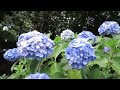 Hydrangea flowers at Asukayama Park (飛鳥山のあじさい)