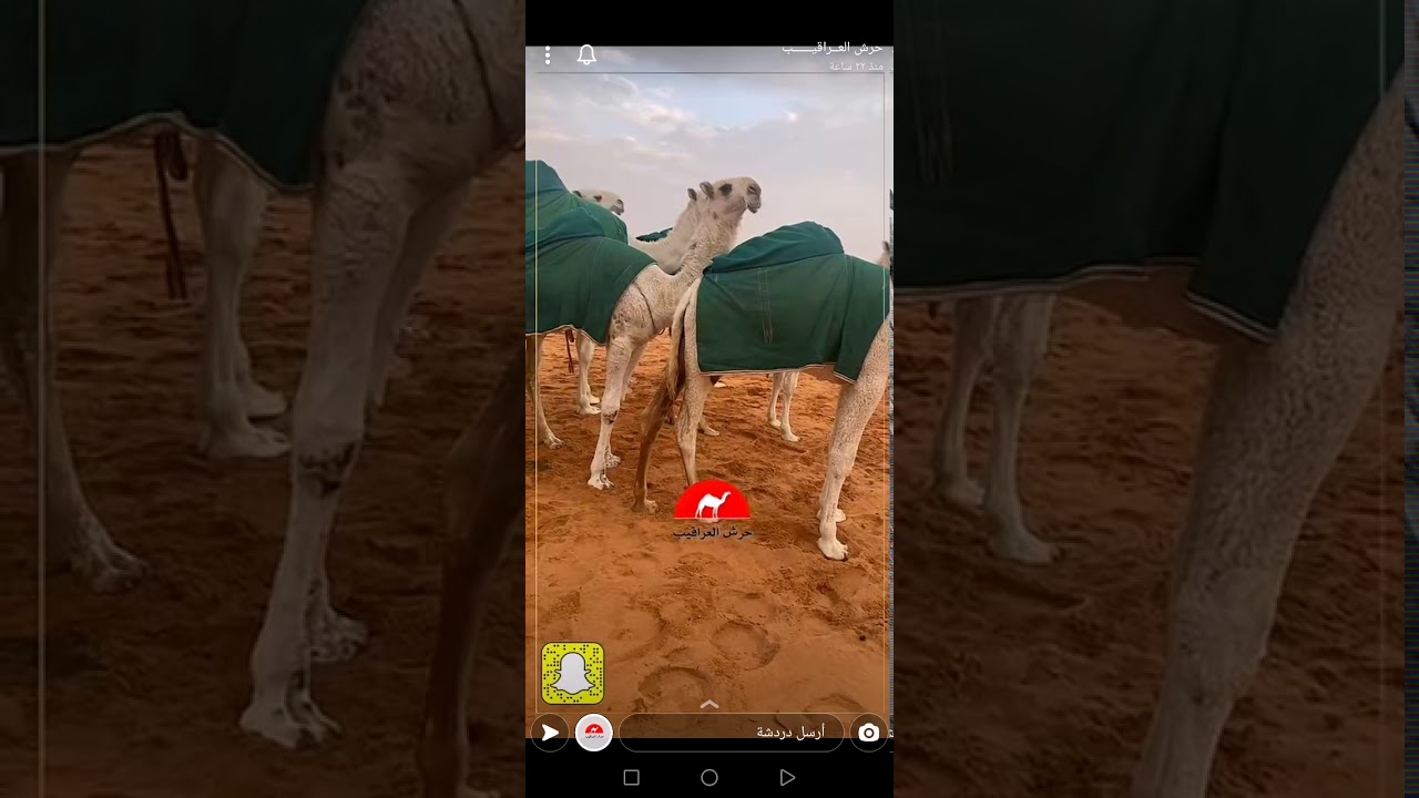 منقية المشارك حسن بن عميق ولقاء بسيط، تصريح + اقتراح يفيد اهل الابل