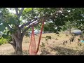 No.1559 Nellikuppam small budget plot sale / residancial / good investment land / near main road