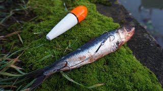 Urban Canal Pike Fishing w/Dead Baits