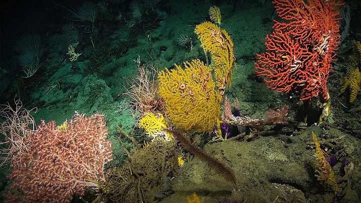 The secrets I find on the mysterious ocean floor | Laura Robinson