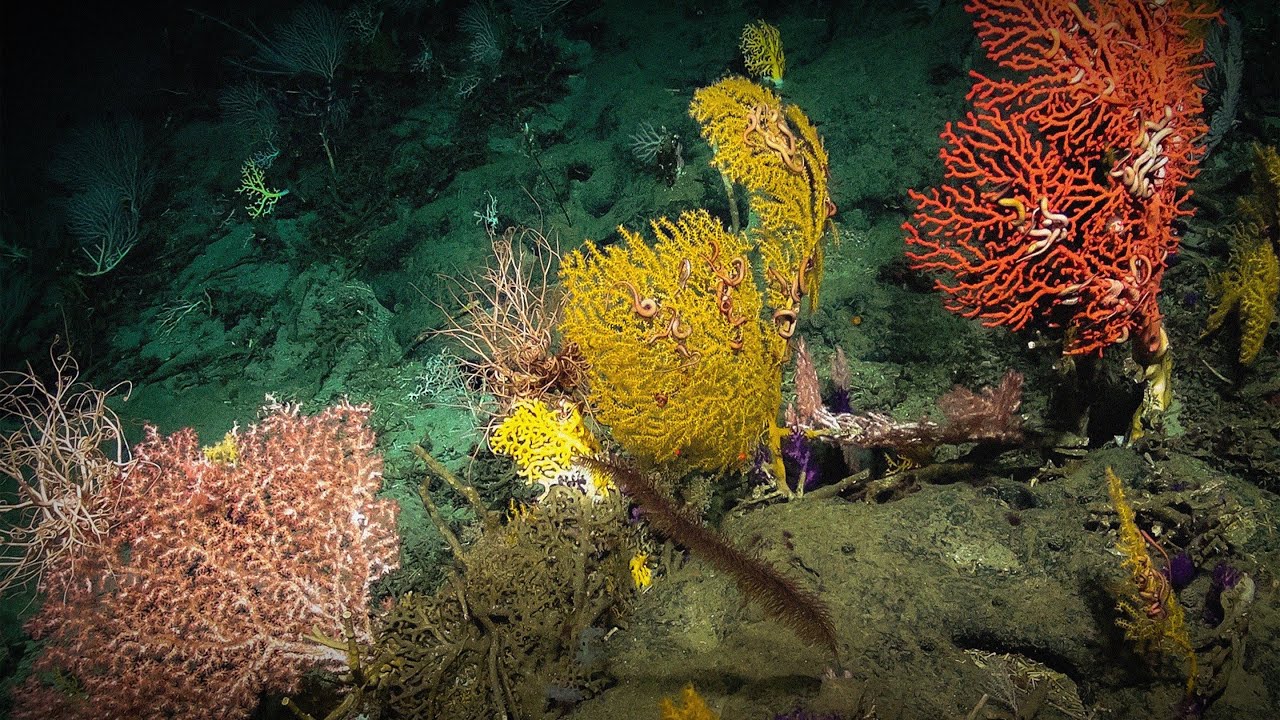 The Secrets I Find On The Mysterious Ocean Floor Laura Robinson
