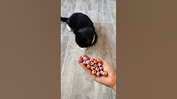 Cat Tommy with Balls and Beads ⚽🔴 |Satisfying Reverse Video #shorts