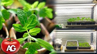 You will grow strong seedlings under these lamps. Cheap and effective. by Amazing garden 10,567 views 1 month ago 8 minutes, 2 seconds