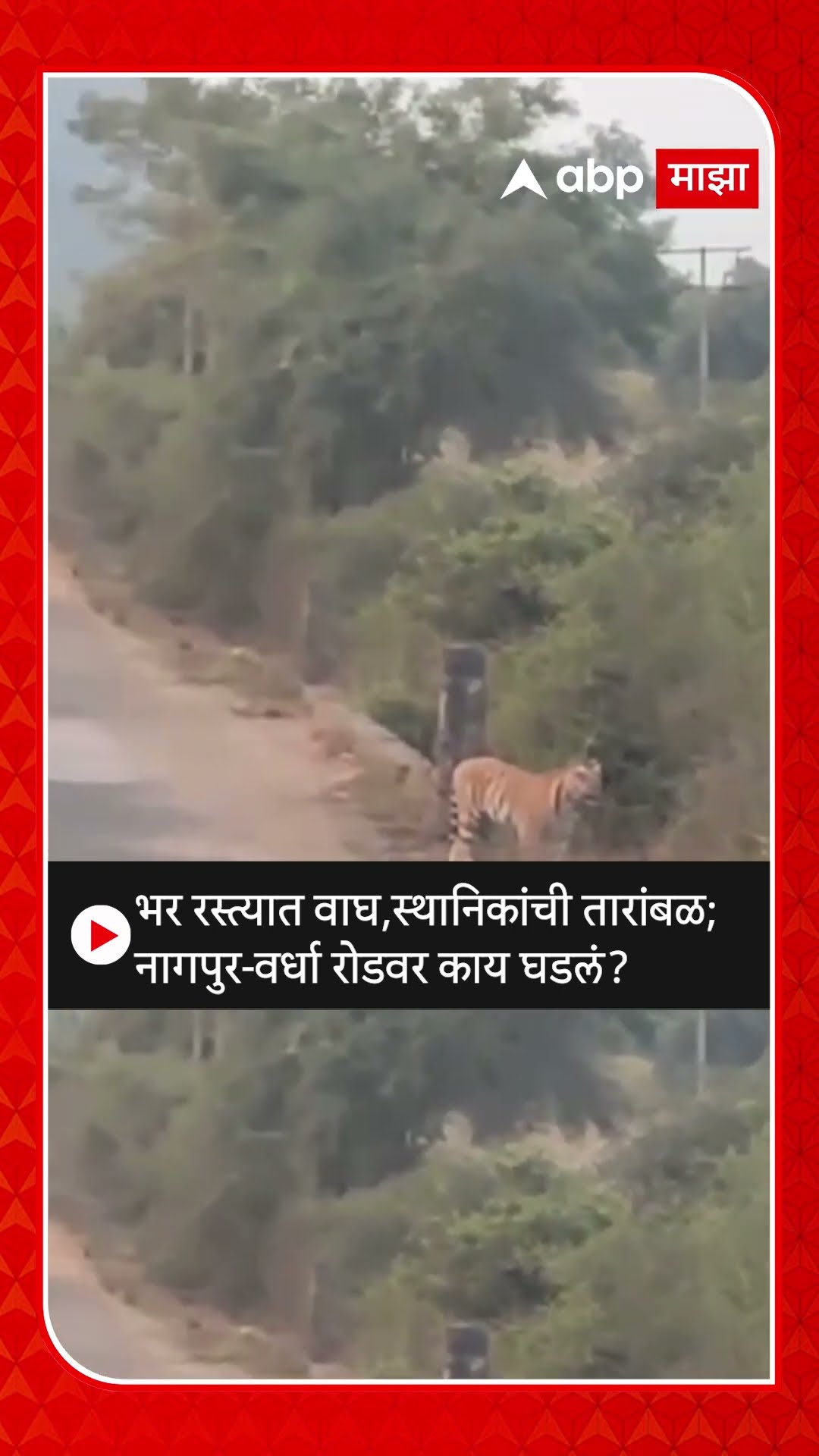Nagpur Tiger Spotted on Road : भर रस्त्यात वाघ,स्थानिकांची तारांबळ; नागपुर-वर्धा रोडवर काय घडलं?