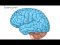 Cerebral cortex Different region Explained - Bangla