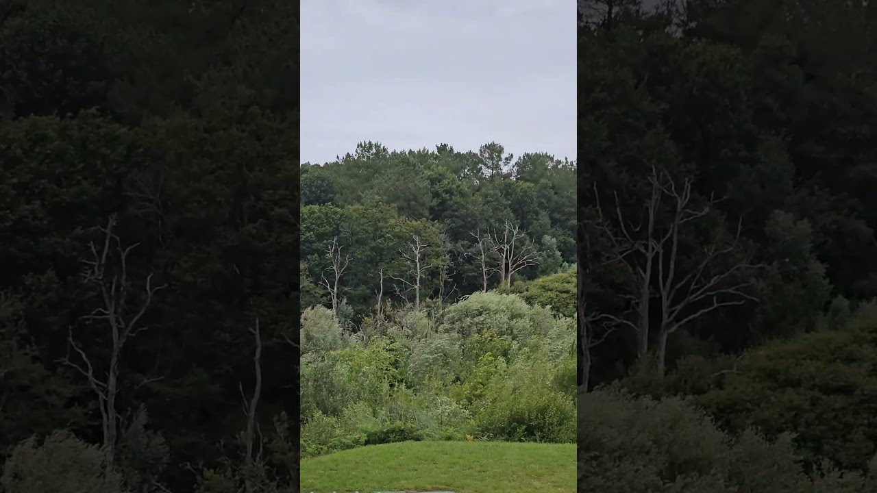 bal trap  Fosse universel  btc tarnos 