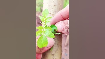 Cách ghép cây ăn quả #ghepcay #cachghepcayanqua