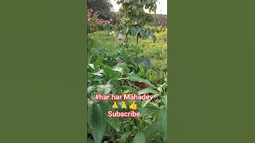 #trending #love #mahadev #minivlog #shortsfeed #song #shortvideo #plz_subscribe_my_channel 🙏👍🙏👍👍❤️👍