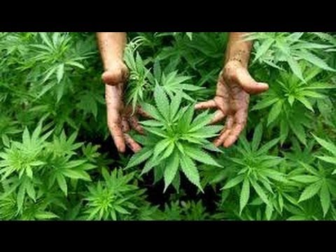 ¿Cómo Afecta La Legalización De La Marihuana Al Empleo En Colorado?