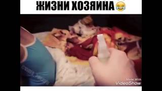 Последнии секунды жизни хозяйна😂😂