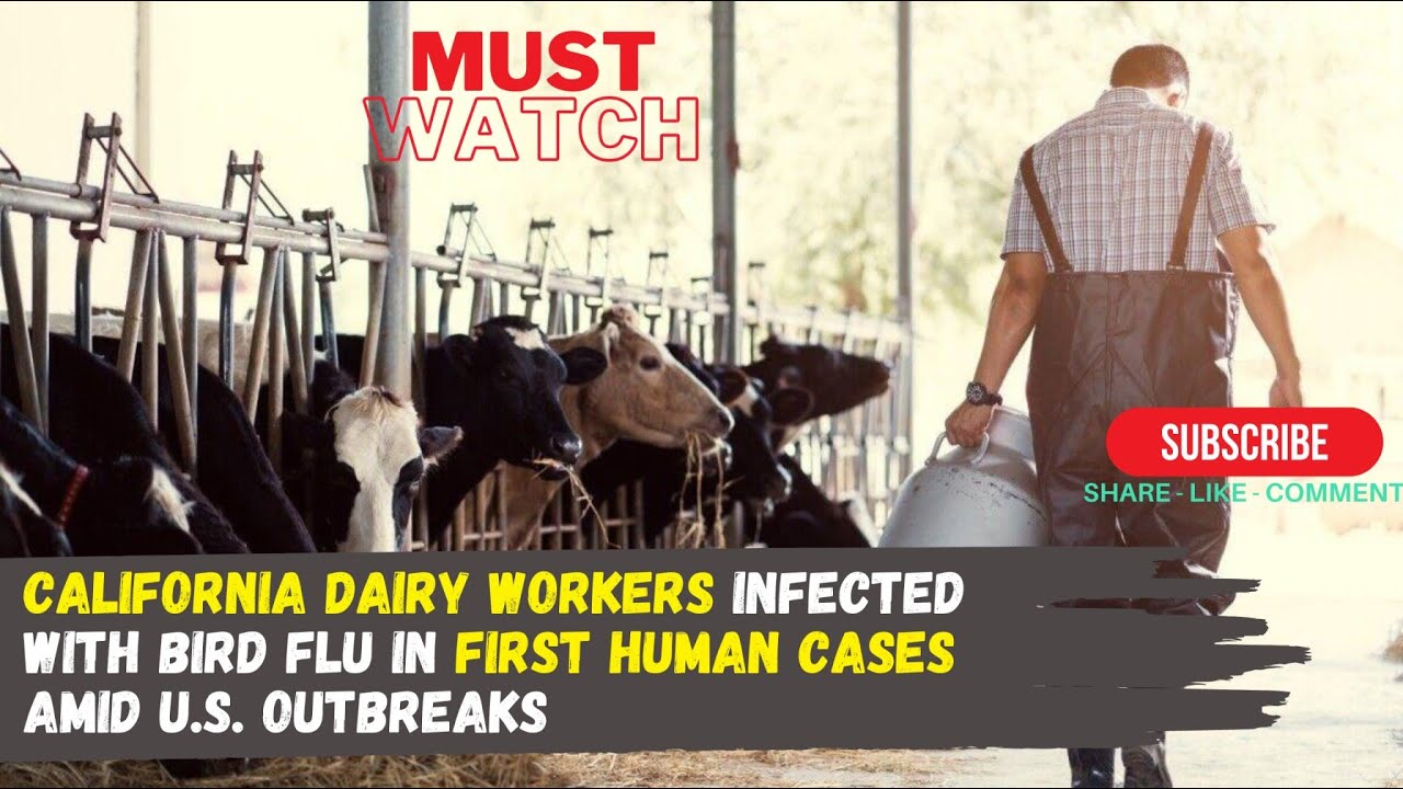 California Dairy Workers Infected with Bird Flu in First Human Cases ...