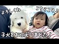 【ようこそ!】オールドイングリッシュシープドッグの子犬をお迎えしました♪|グレートピレニーズ