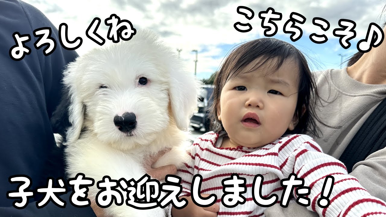 ショルダーバックを下げたオールド．イングリッシュ．シープドッグ あ！！】いつでも一緒の妹と子犬がついにイタズラも一緒にし始めちゃい