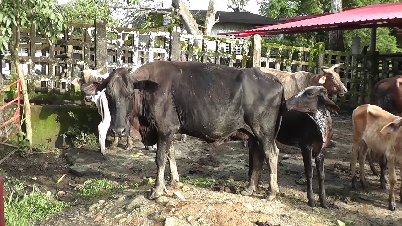 Conservando el bosque en la finca