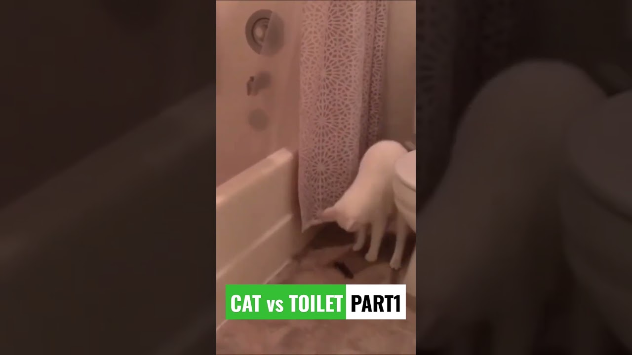 CAT vs TOILET: Cat Poop Fail 