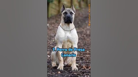 Top 10 most dangerous Dogs 🐕  in the world 🌎 😱😱 #shorts #trending #viral #animals