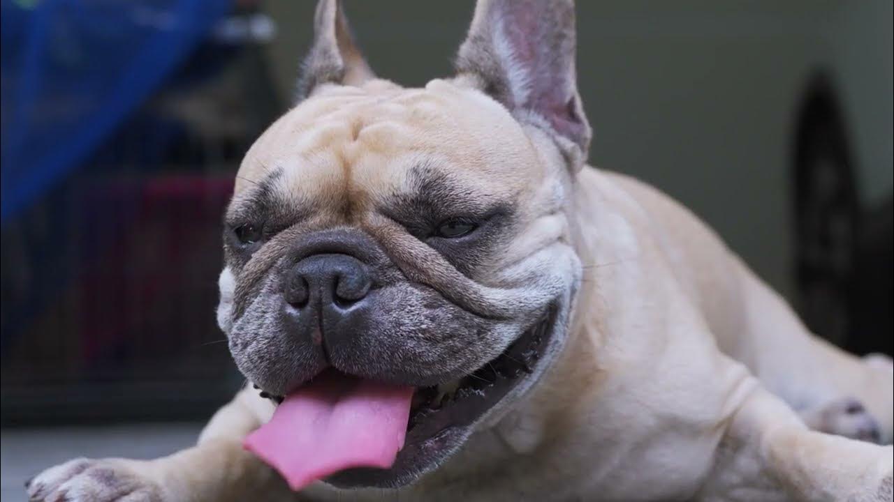 General Steps Involved In Artificial Insemination For French Bulldogs YouTube