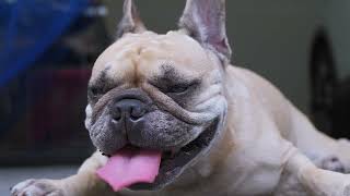 Artificial insemination (AI) in French Bulldog