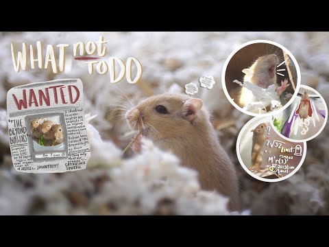 Video: 3 moduri obișnuite de a purta dinți Gerbil și gheare