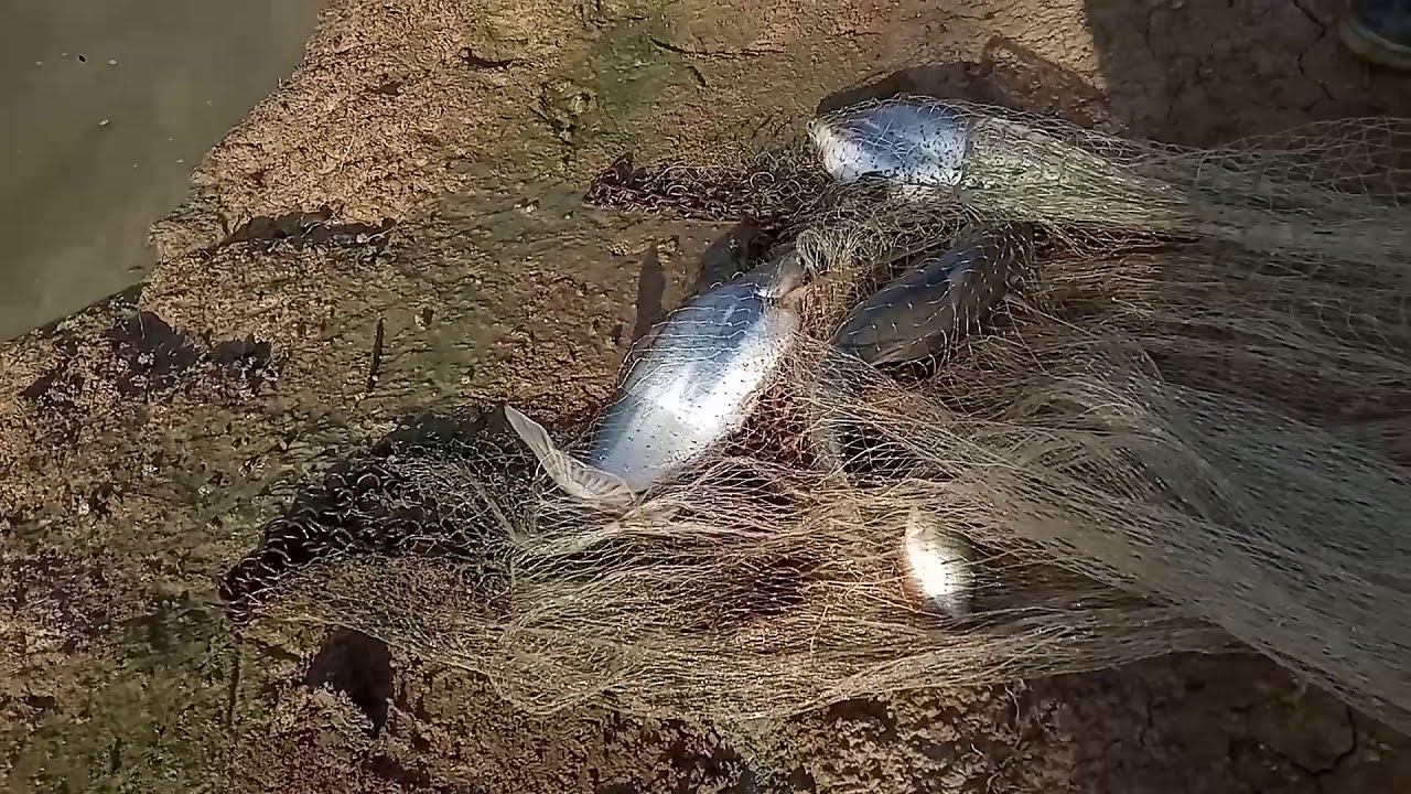 Budidaya Ikan Patin Kolam Tanah 