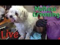 Live with a maltese grooming