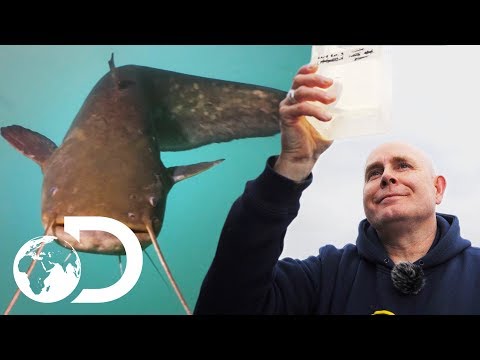 Video: Loch Ness-monsteret Findes Ved Hjælp Af DNA-test - Alternativ Visning