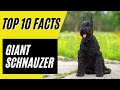 Giant Schnauzer - Top 10 pros and cons of the Giant Schnauzer Dog Breed