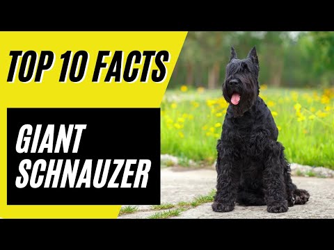 वीडियो: विशाल Schnauzer अभिलक्षण