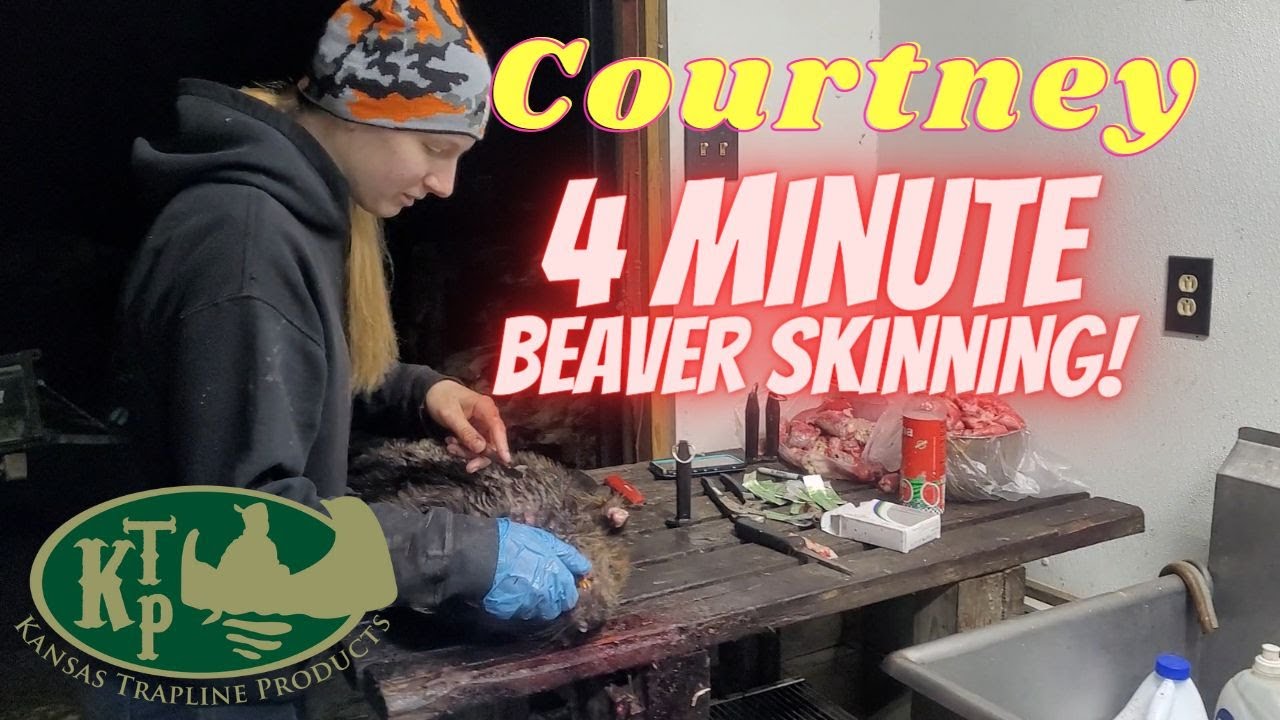 Courtney Skinning Beaver In 4 Minutes; Maine Beaver Trapping YouTube