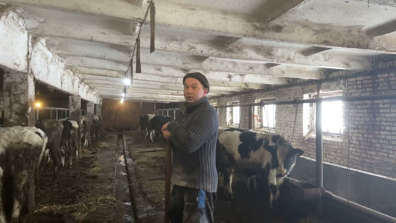 Откорм и уборка у Быков 