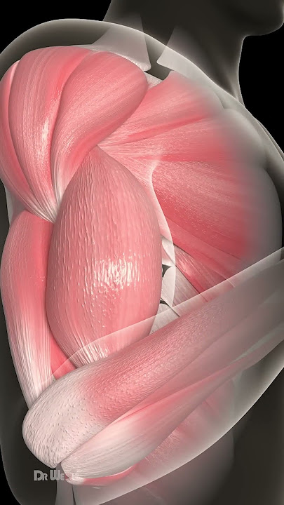 Muscle Hypertrophy Explained (What Makes Muscle Grow)