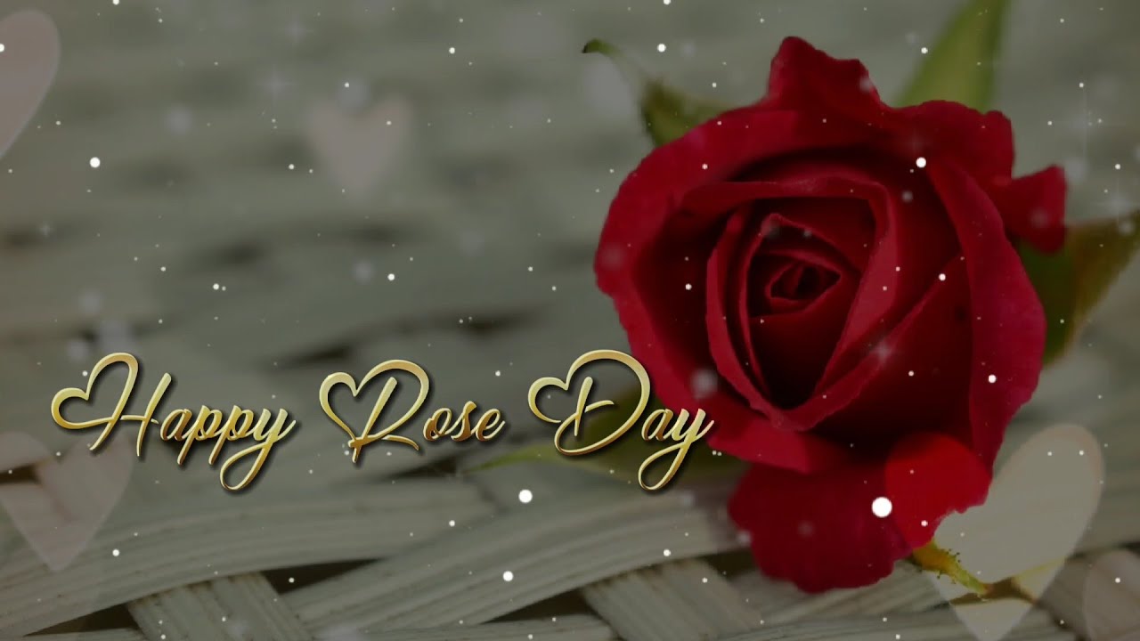 Happy rose day | Rose day status | 7 February whatsapp status ...