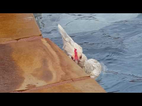 Can chickens swim?