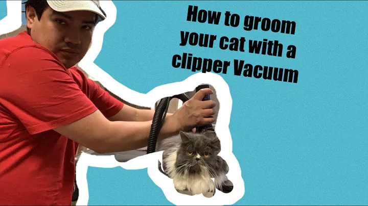 Watch the video about How to cut/ Not Shave your long hair cat/ Persian Cat
