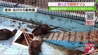 プールの水を抜くと「急いで急いで」休園中は