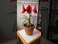 Amaryllis Blooming Time-Lapse | 120 Days in 58 Seconds