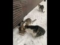 А мы трясем лапкой
